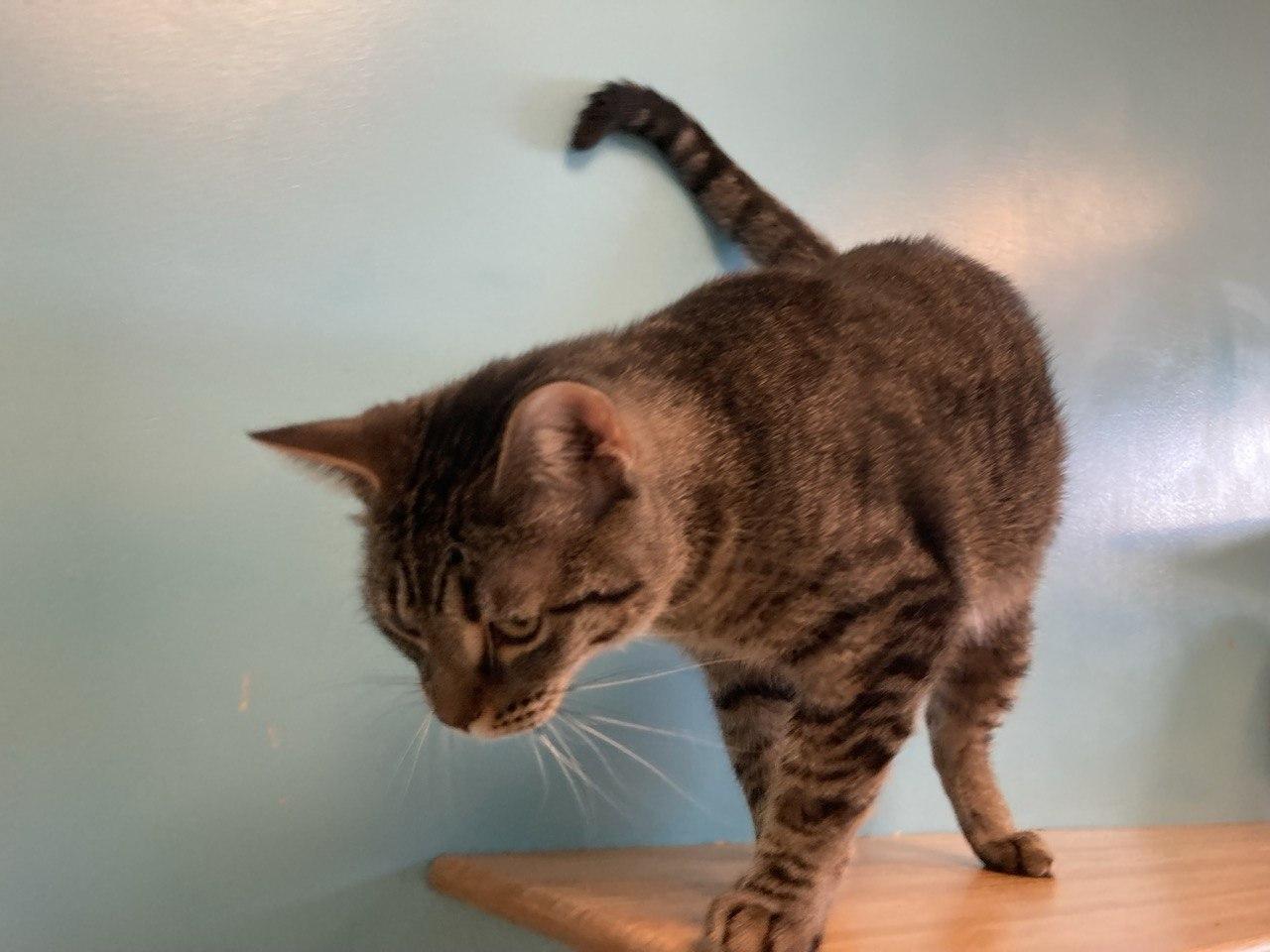 Courage Pickles BananaButt, an adopted Domestic Short Hair in Cincinnati, OH image 2/3