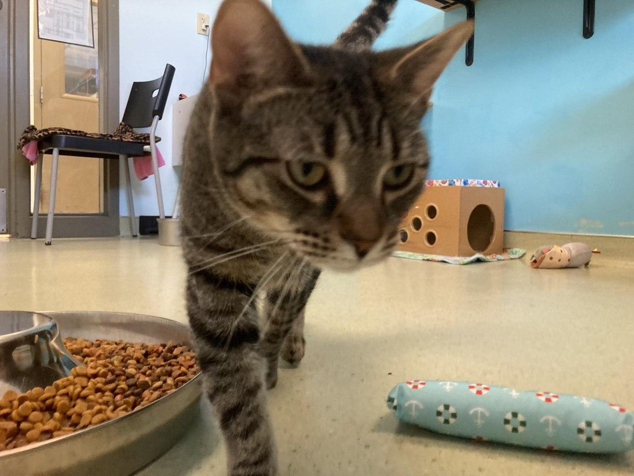 Courage Pickles BananaButt, adopted, Adult Male Domestic Short Hair.