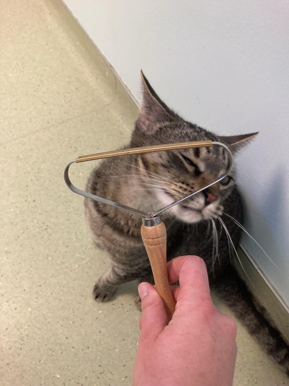 Courage Pickles BananaButt, an adopted Domestic Short Hair in Cincinnati, OH image 3/3