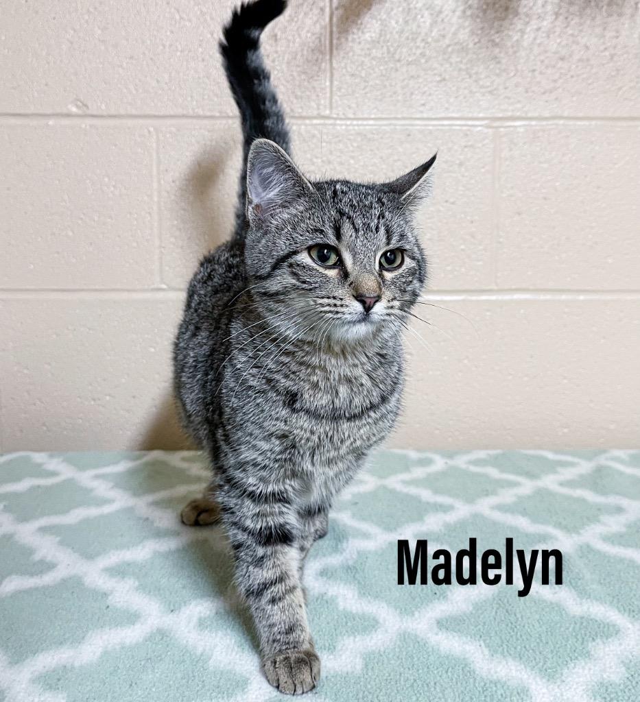 Madelyn, Adoptable, Kitten Female Domestic Short Hair.