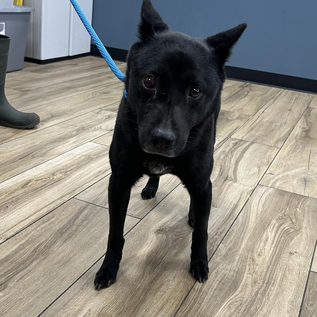 Luna, Adoptable, Young Female Shepherd & Mixed Breed.