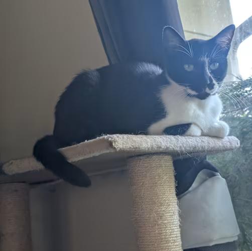 Oreo, a Adoptable mixed breed in West Richland, WA image 3/5