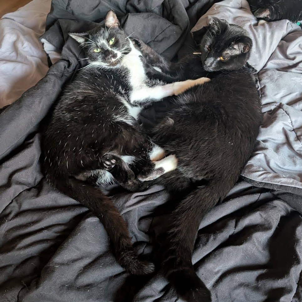 Enlarge Oreo, a Adoptable mixed breed in West Richland, WA image 2/6