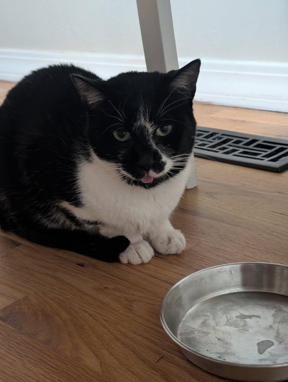 Oreo, Adoptable, Adult Male Domestic Short Hair & Tuxedo.