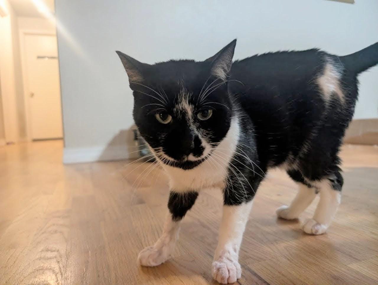 Oreo, a Adoptable mixed breed in West Richland, WA image 4/5