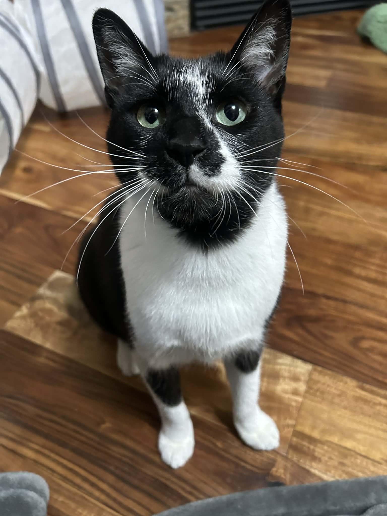 Enlarge Oreo, a Adoptable mixed breed in West Richland, WA image 2/6