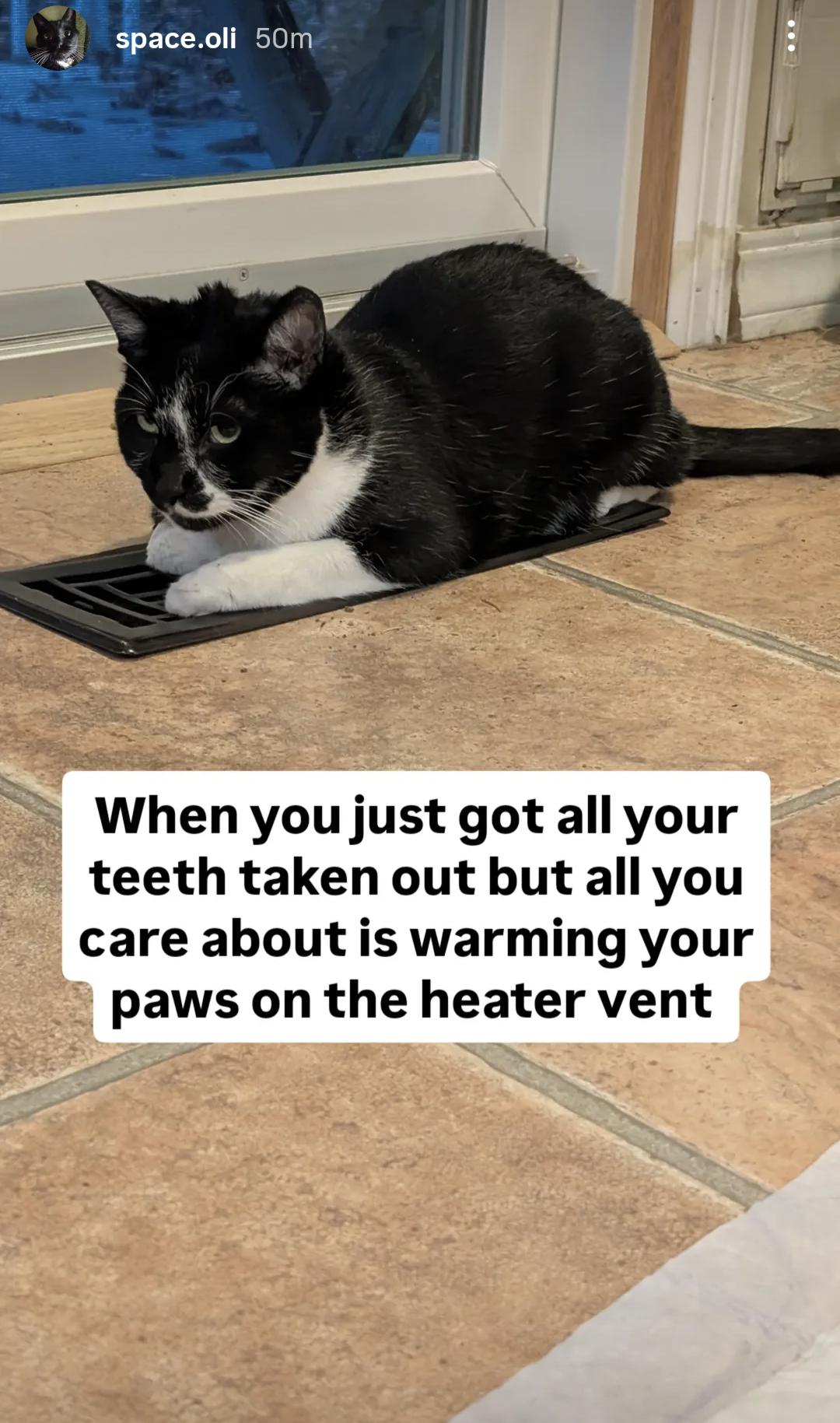 Oreo, a Adoptable mixed breed in West Richland, WA image 5/5