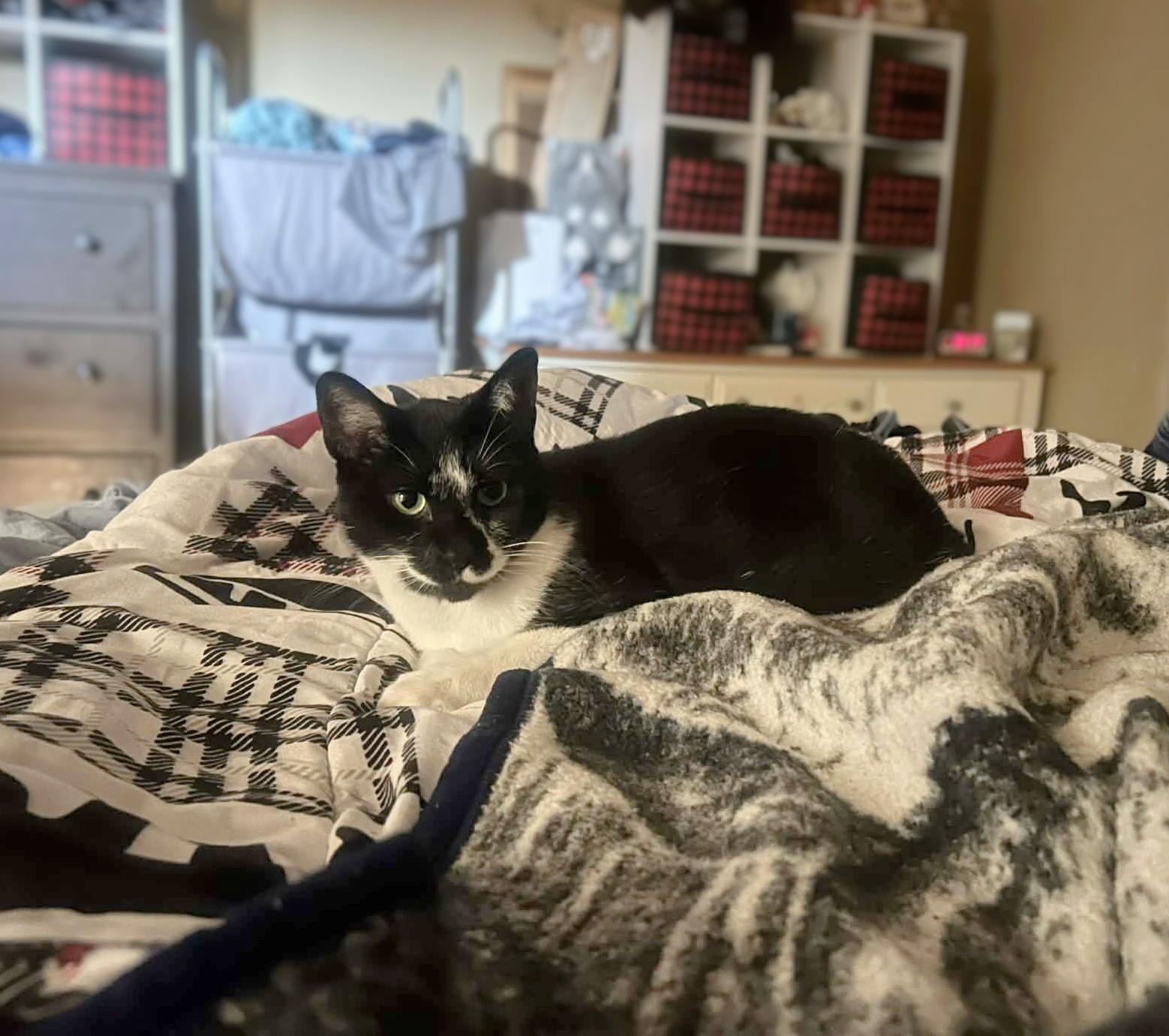 Enlarge Oreo, a Adoptable mixed breed in West Richland, WA image 5/6