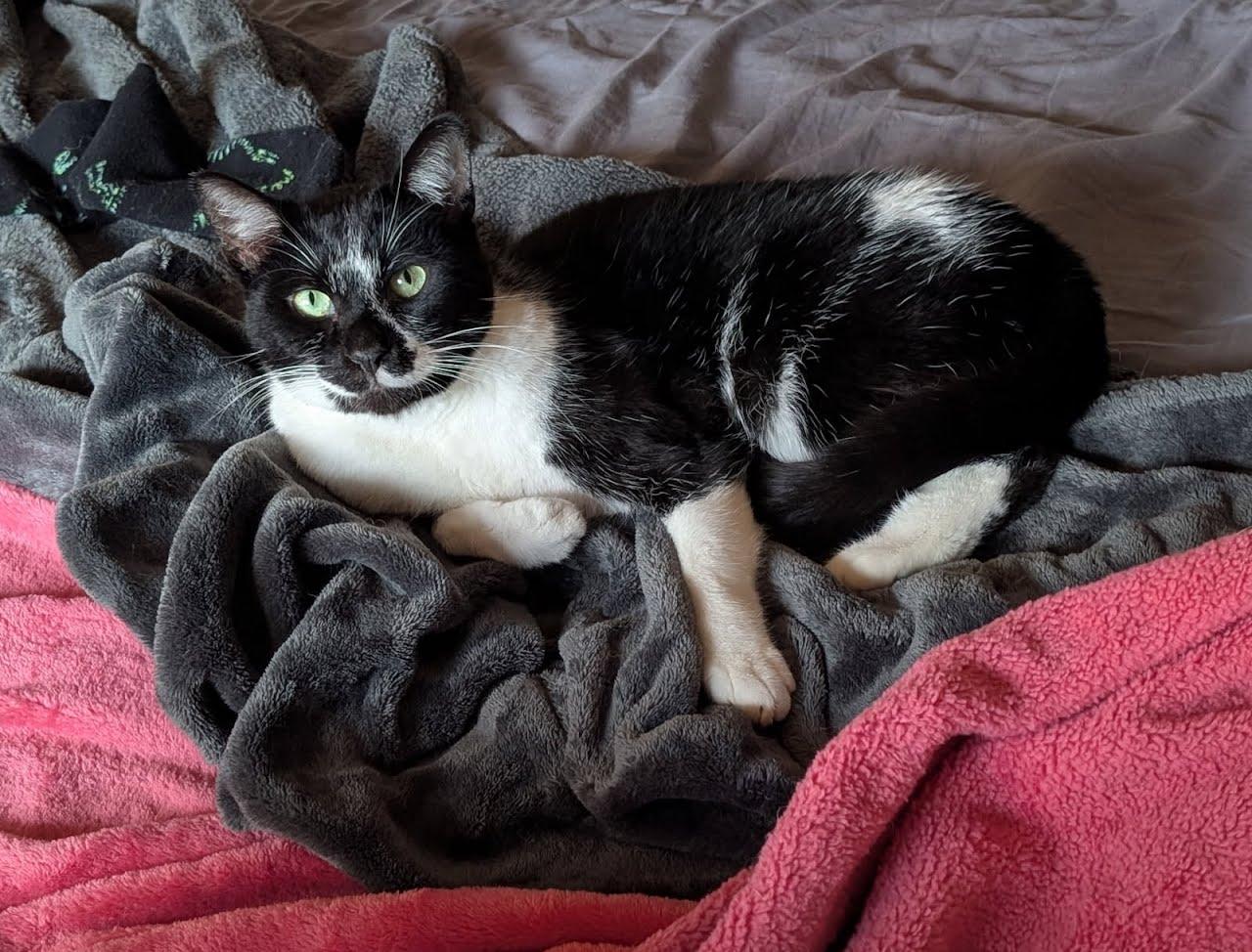 Enlarge Oreo, a Adoptable mixed breed in West Richland, WA image 1/6