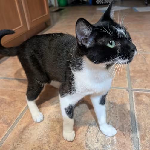 Oreo, a Adoptable mixed breed in West Richland, WA image 2/5