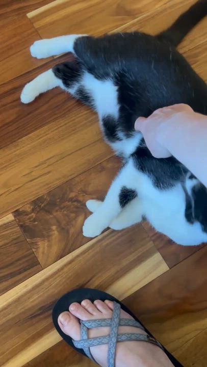 Enlarge Oreo, a Adoptable mixed breed in West Richland, WA video 4/6