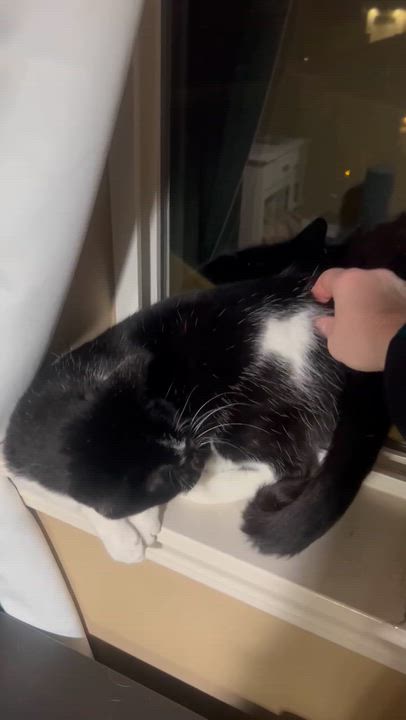 Enlarge Oreo, a Adoptable mixed breed in West Richland, WA video 4/6