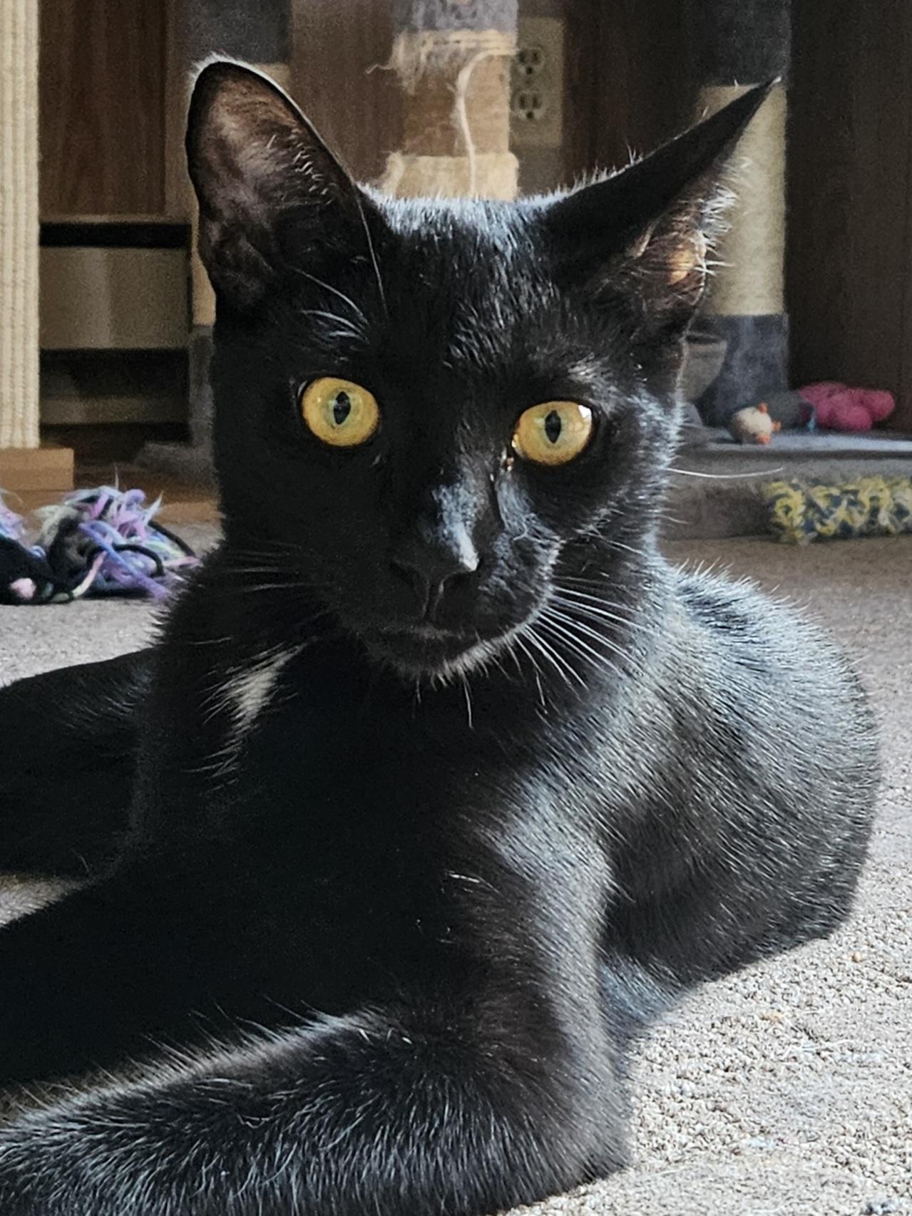 Rocko, Adoptable, Kitten Male Domestic Short Hair.