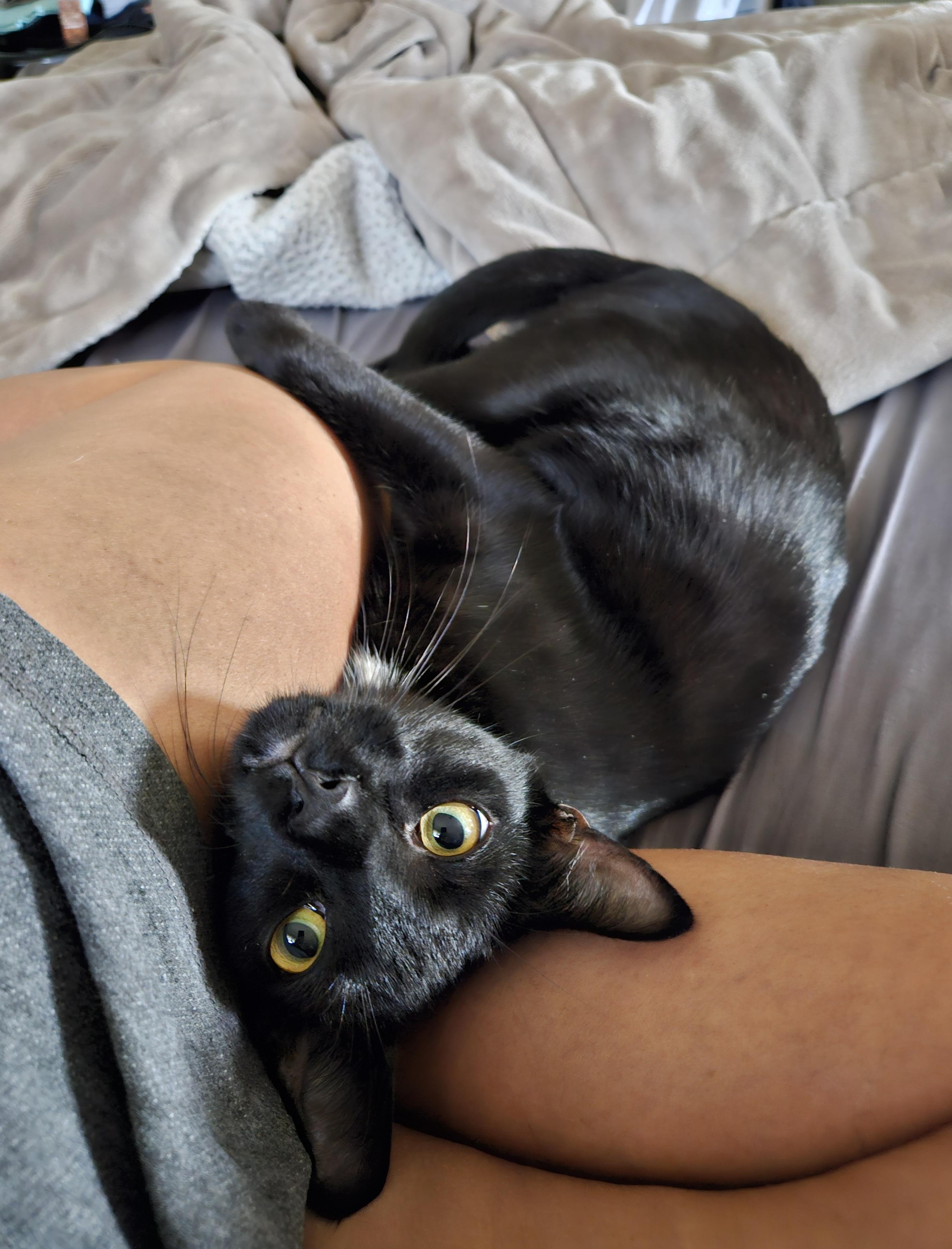 Enlarge Rocko, a Adoptable Domestic Short Hair in White Marsh, MD image 2/4