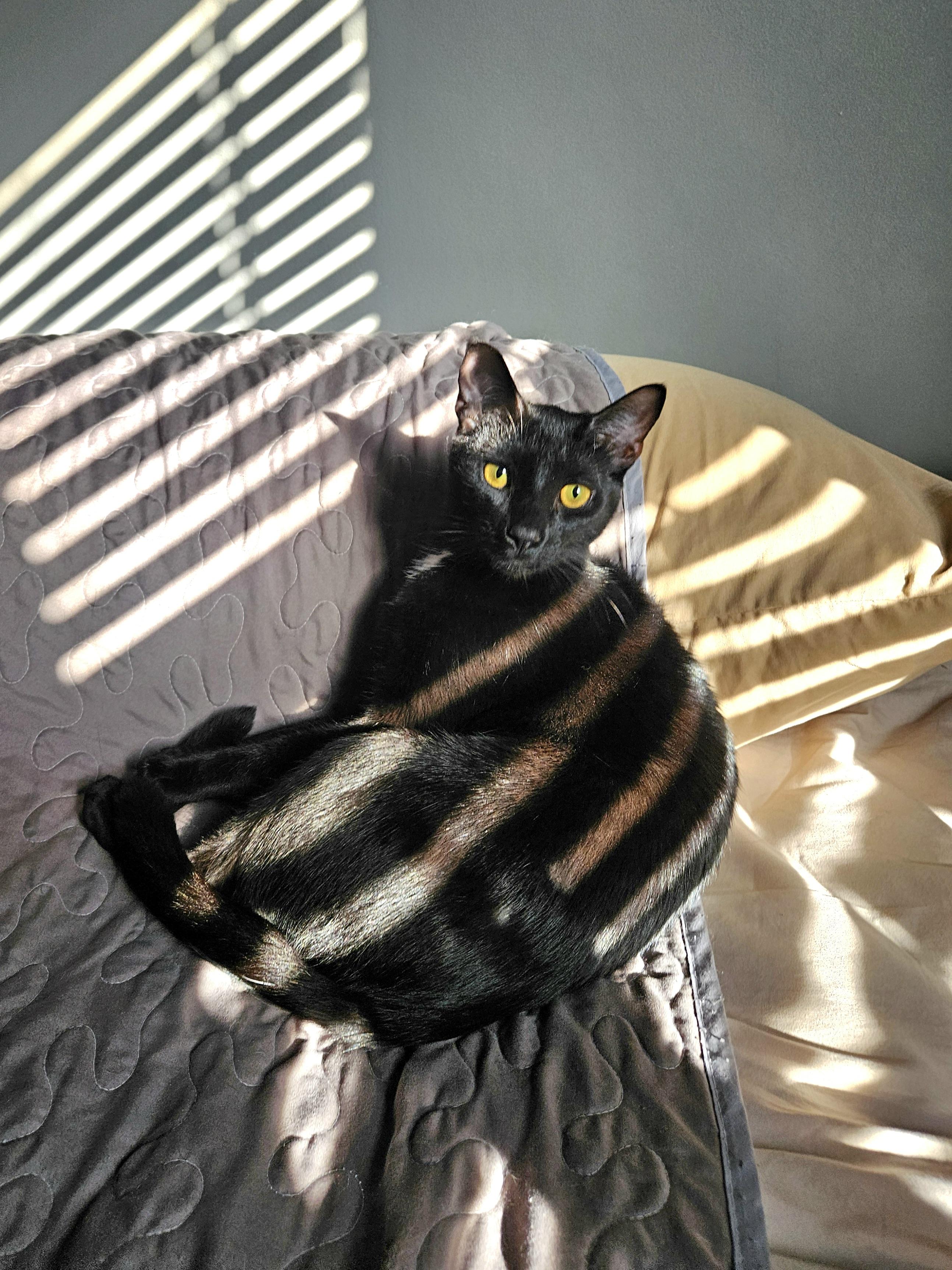 Enlarge Rocko, a Adoptable Domestic Short Hair in White Marsh, MD image 3/4