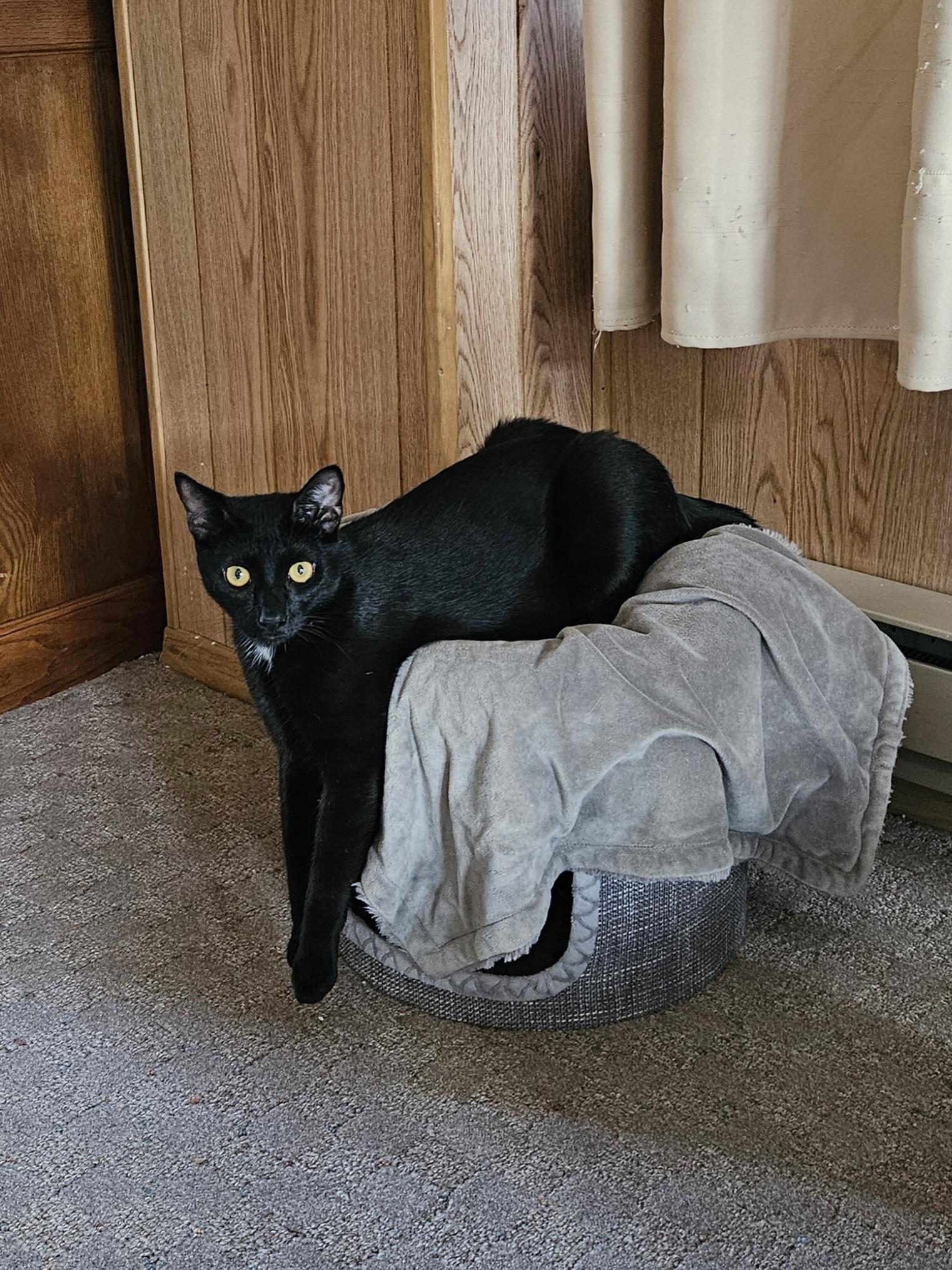 Enlarge Rocko, a Adoptable Domestic Short Hair in White Marsh, MD image 4/4