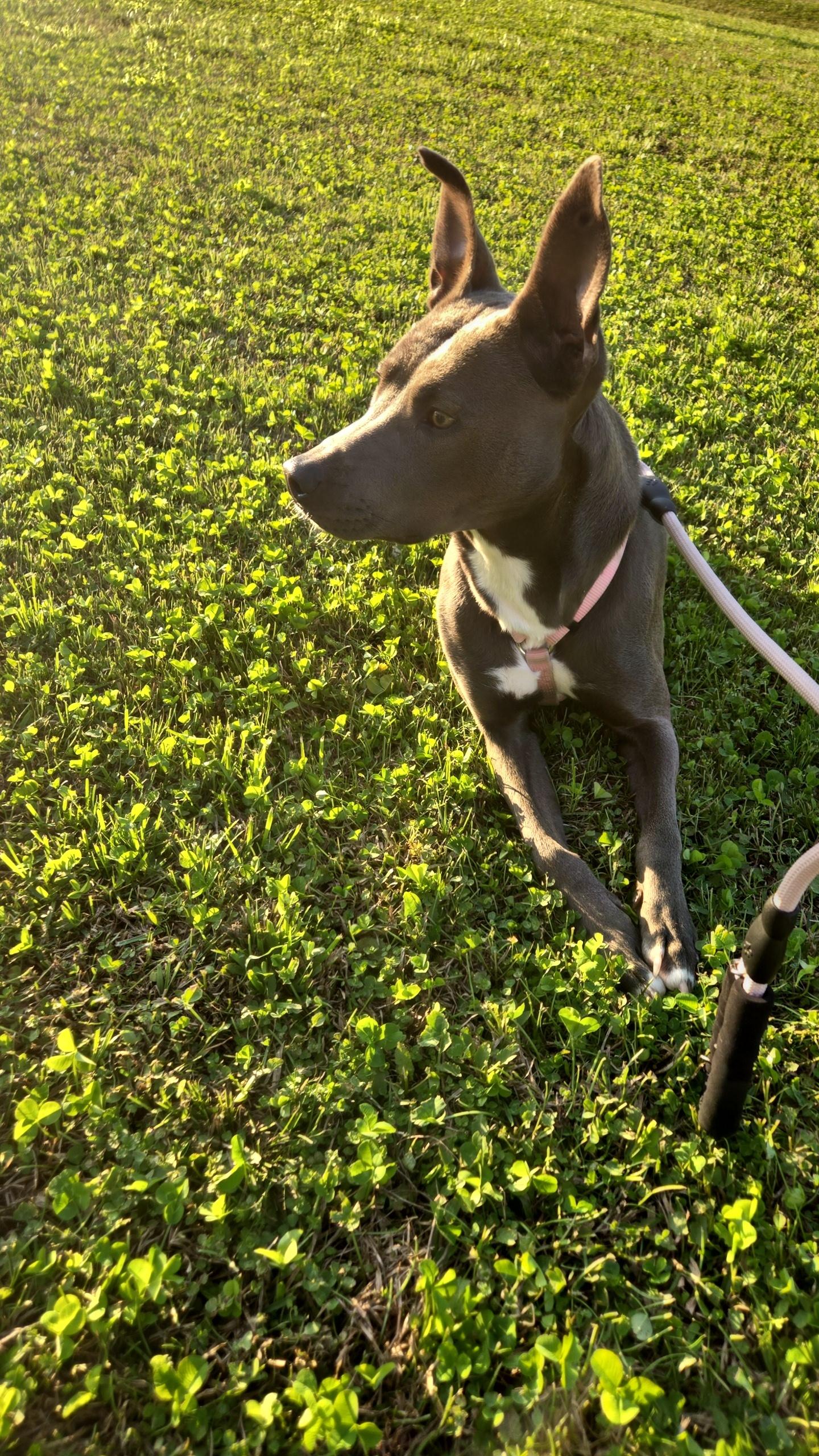 Enlarge Alana, a ADOPTABLE mixed breed in GREENVILLE, NC image 3/5