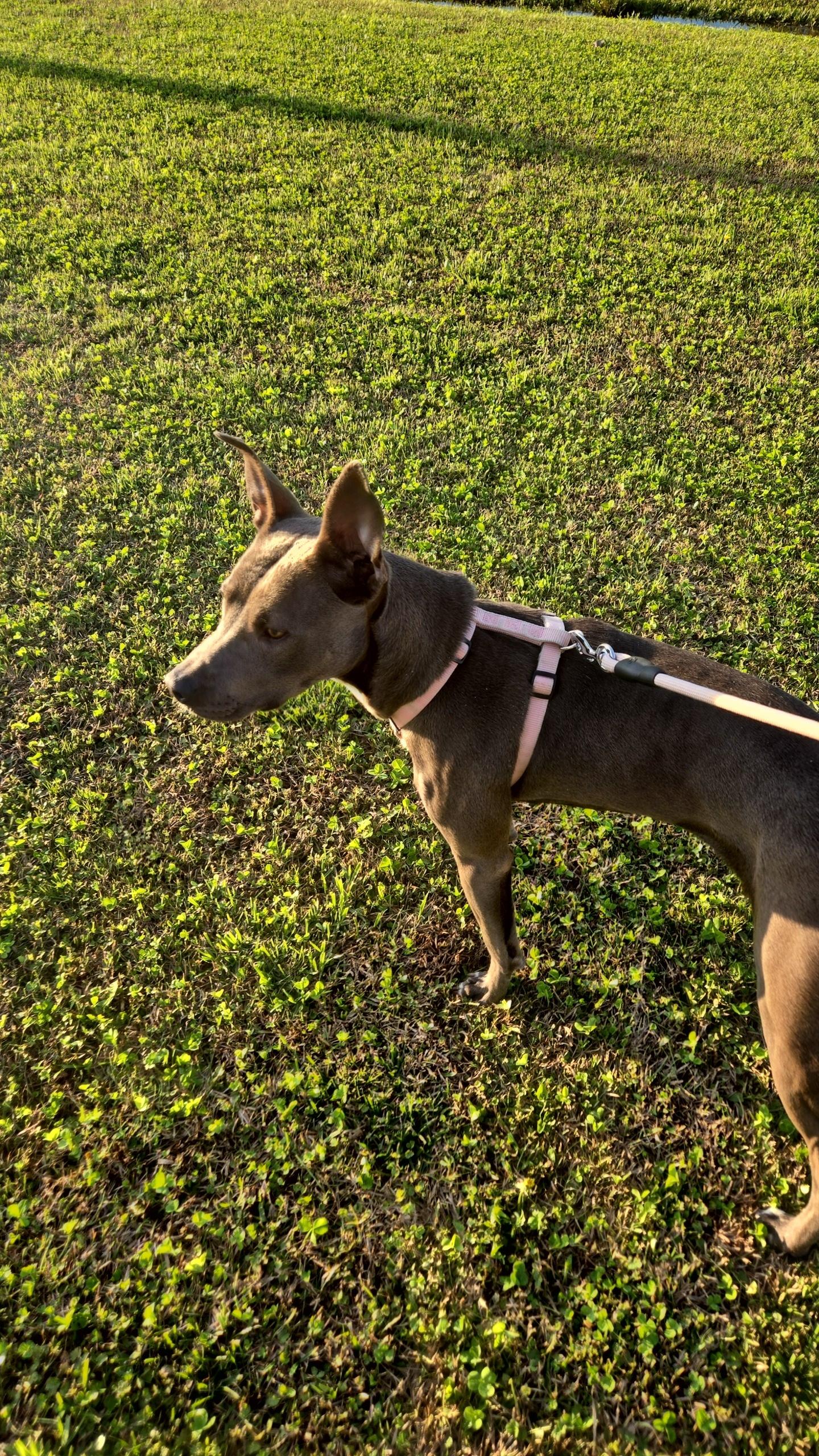 Enlarge Alana, a ADOPTABLE mixed breed in GREENVILLE, NC image 4/5