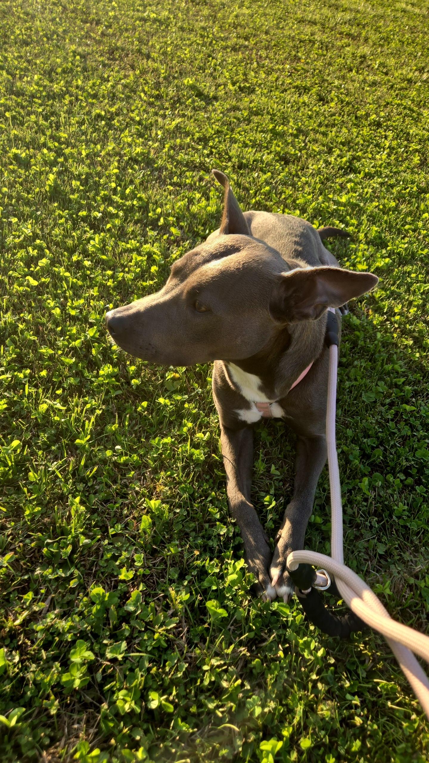 Enlarge Alana, a ADOPTABLE mixed breed in GREENVILLE, NC image 5/5