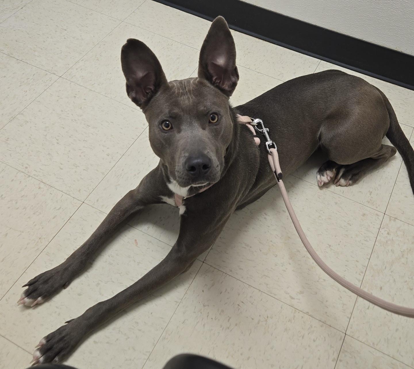 Enlarge Alana, a ADOPTABLE mixed breed in GREENVILLE, NC image 1/5