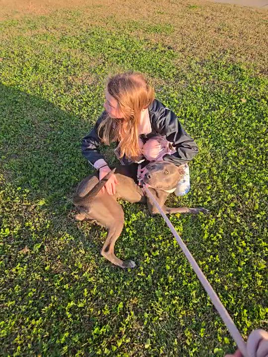 Enlarge Alana, a ADOPTABLE mixed breed in GREENVILLE, NC video 2/5