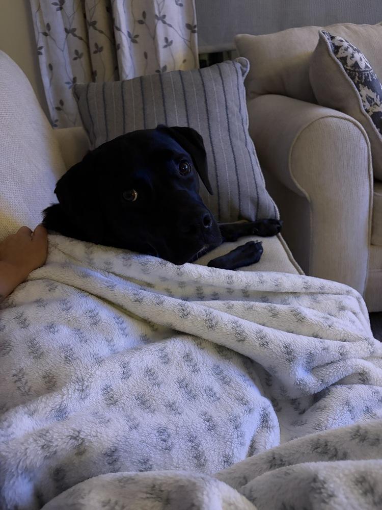Enzo, Adoptable, Young Male Labrador Retriever & Terrier.