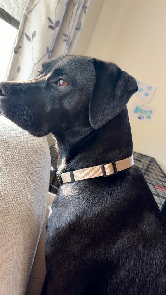 Enzo, a Adoptable mixed breed in Willingboro, NJ image 2/6