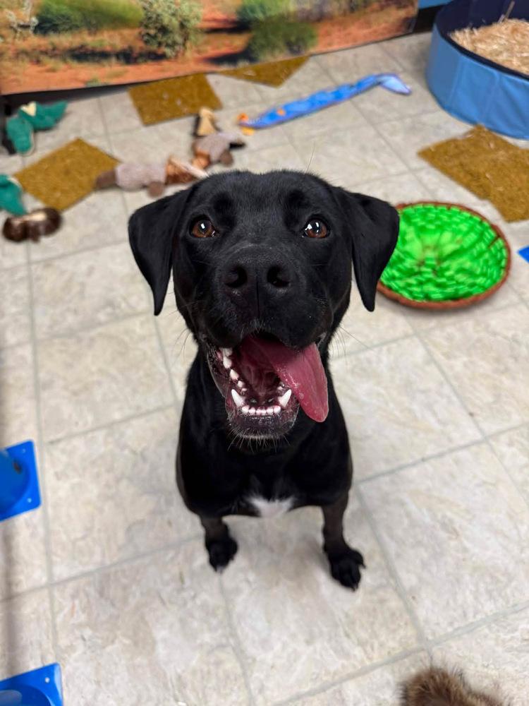 Enlarge Enzo, a Adoptable mixed breed in Willingboro, NJ image 3/6