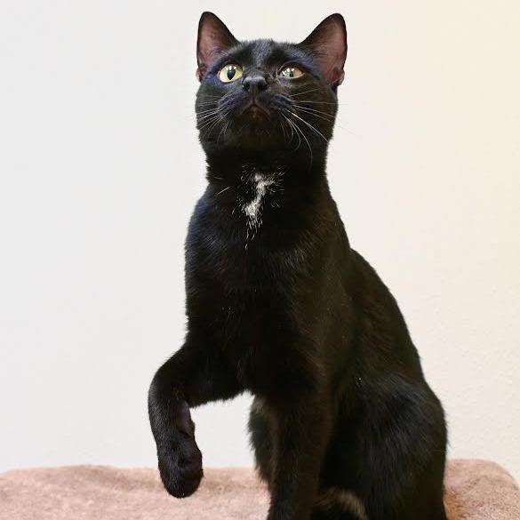 Twinkle Toes, Adoptable, Young Male Domestic Short Hair.