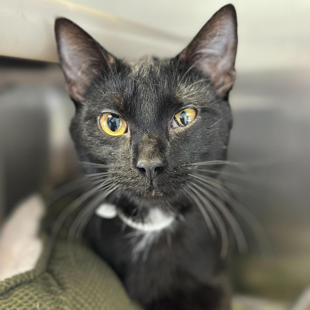 Twinkle Toes, Adoptable, Young Male Domestic Short Hair.