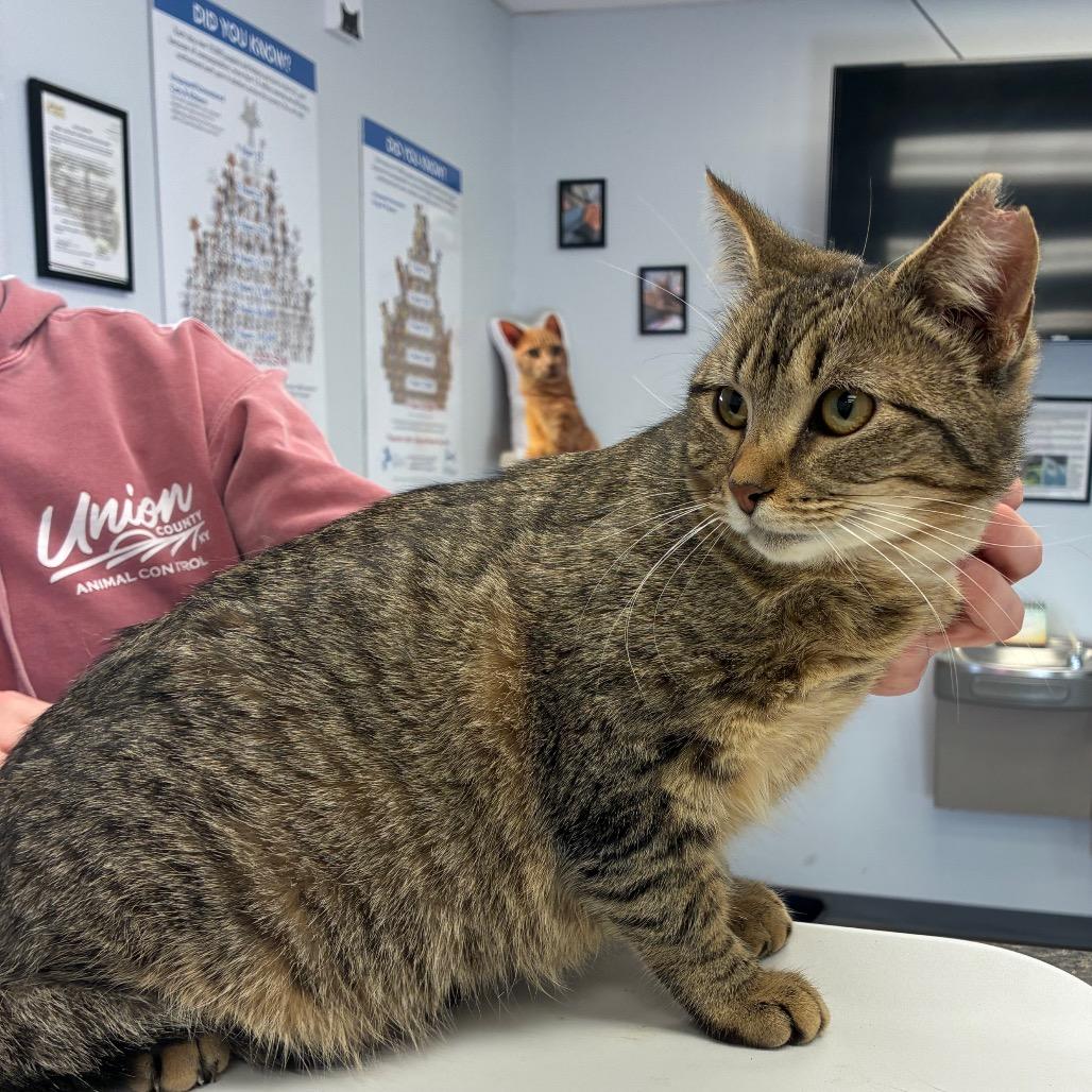 Carmel Kisses, Adoptable, Young Female Domestic Short Hair & Domestic Short Hair.