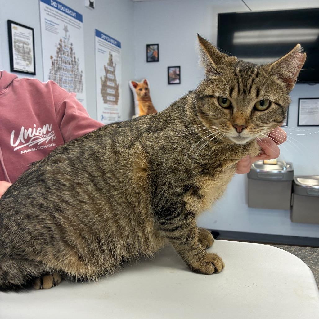 Enlarge Carmel Kisses, a Adoptable mixed breed in Morganfield, KY image 2/2