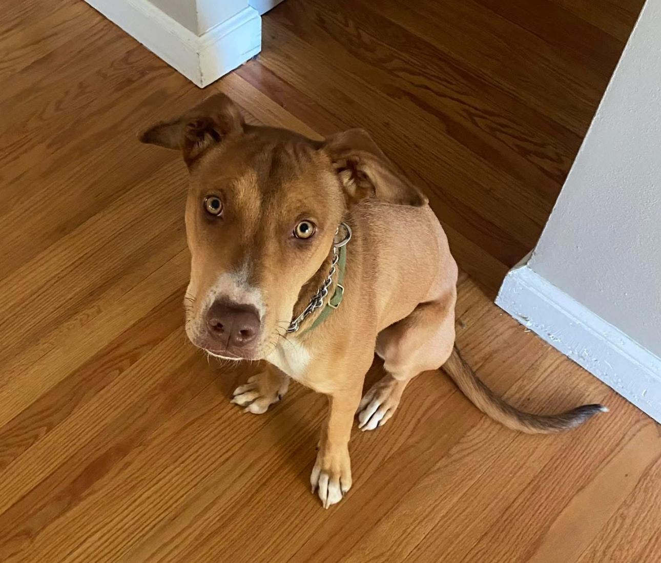 Georgie