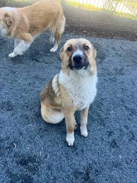 Enlarge Riz (ID 51336/1470), an adopted mixed breed in Manassas, VA image 1/1
