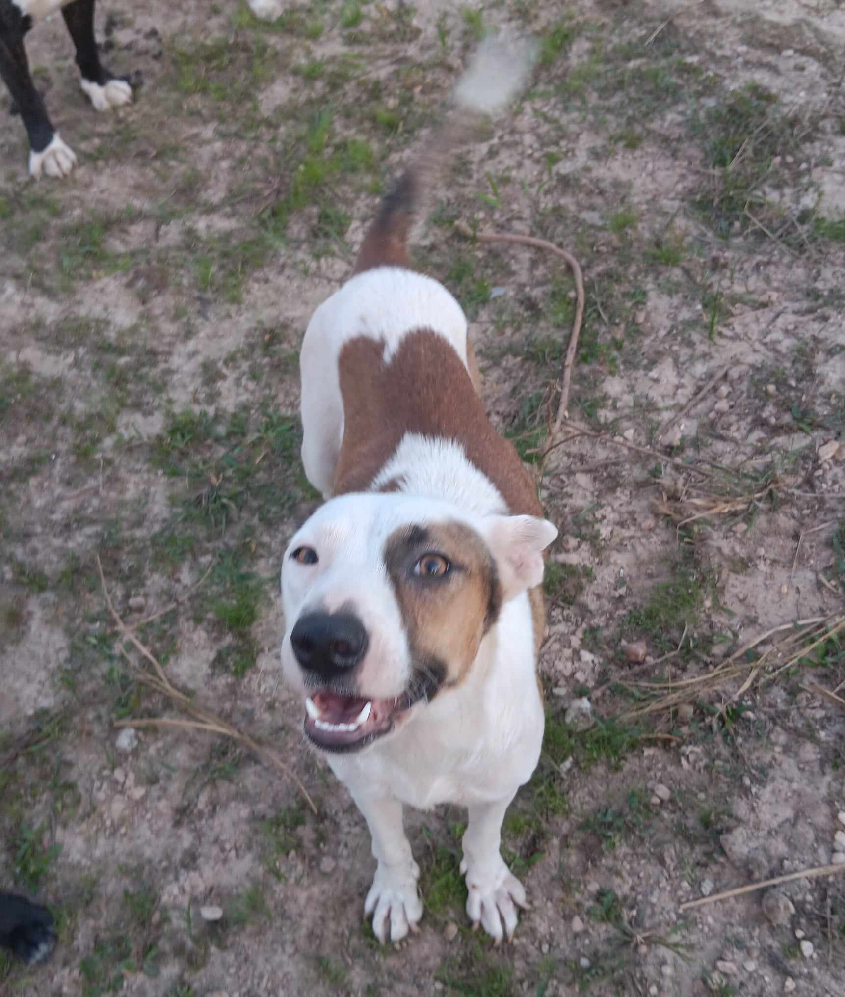 Dog for adoption Bonita, an Australian Cattle Dog / Blue Heeler Mix