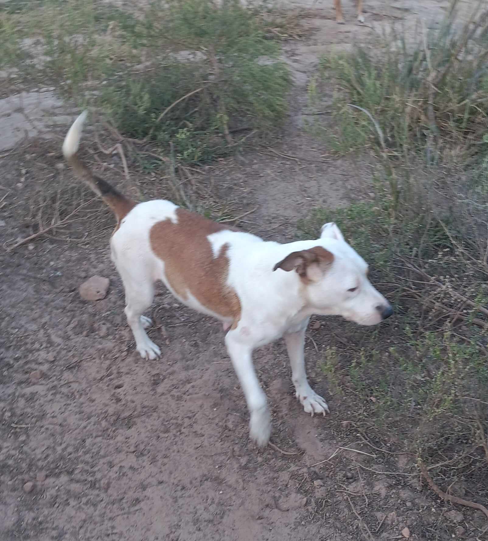 Dog for adoption Bonita, an Australian Cattle Dog / Blue Heeler Mix