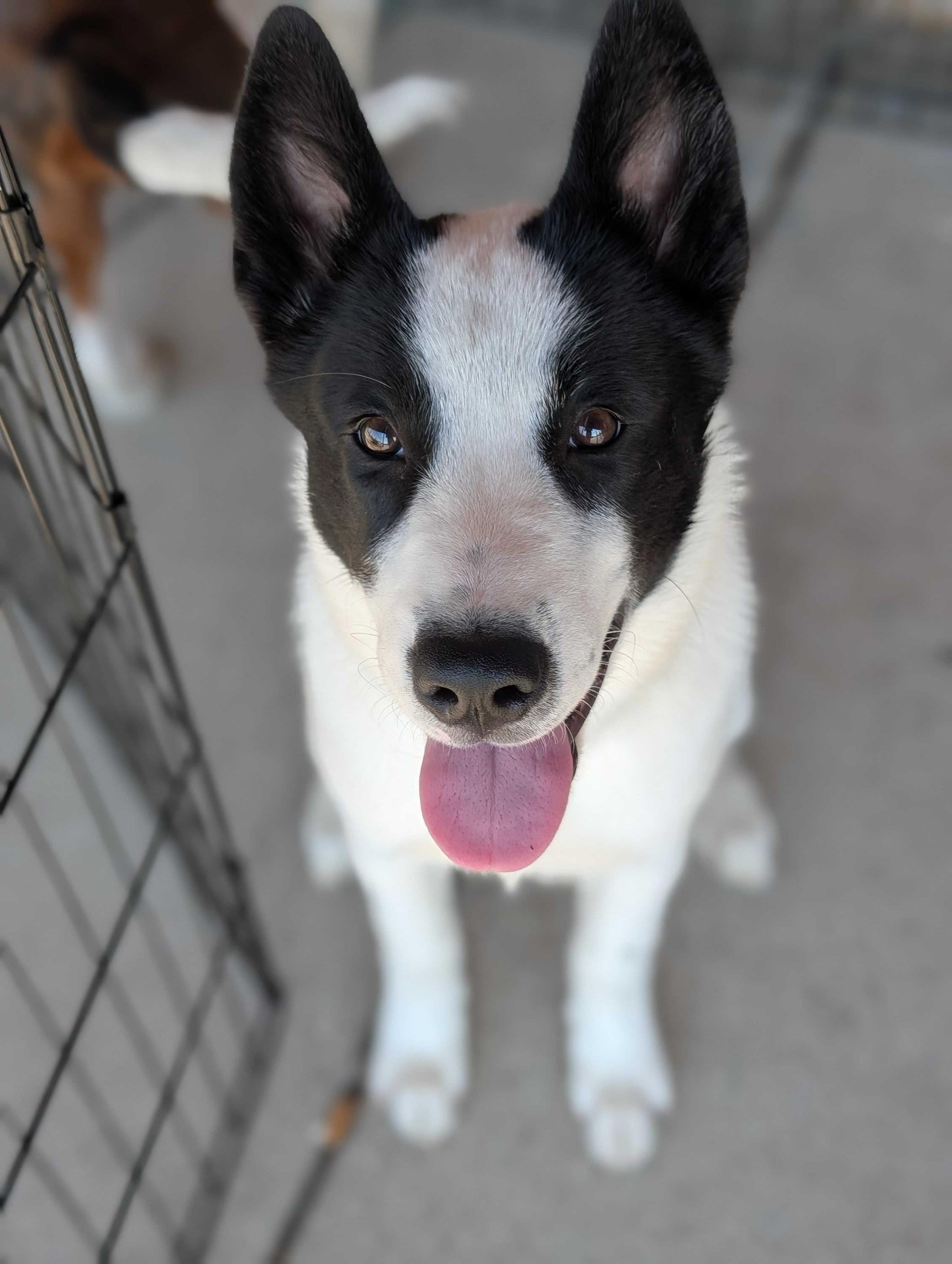Hugh, Adopted, Young Male Husky & Border Collie.