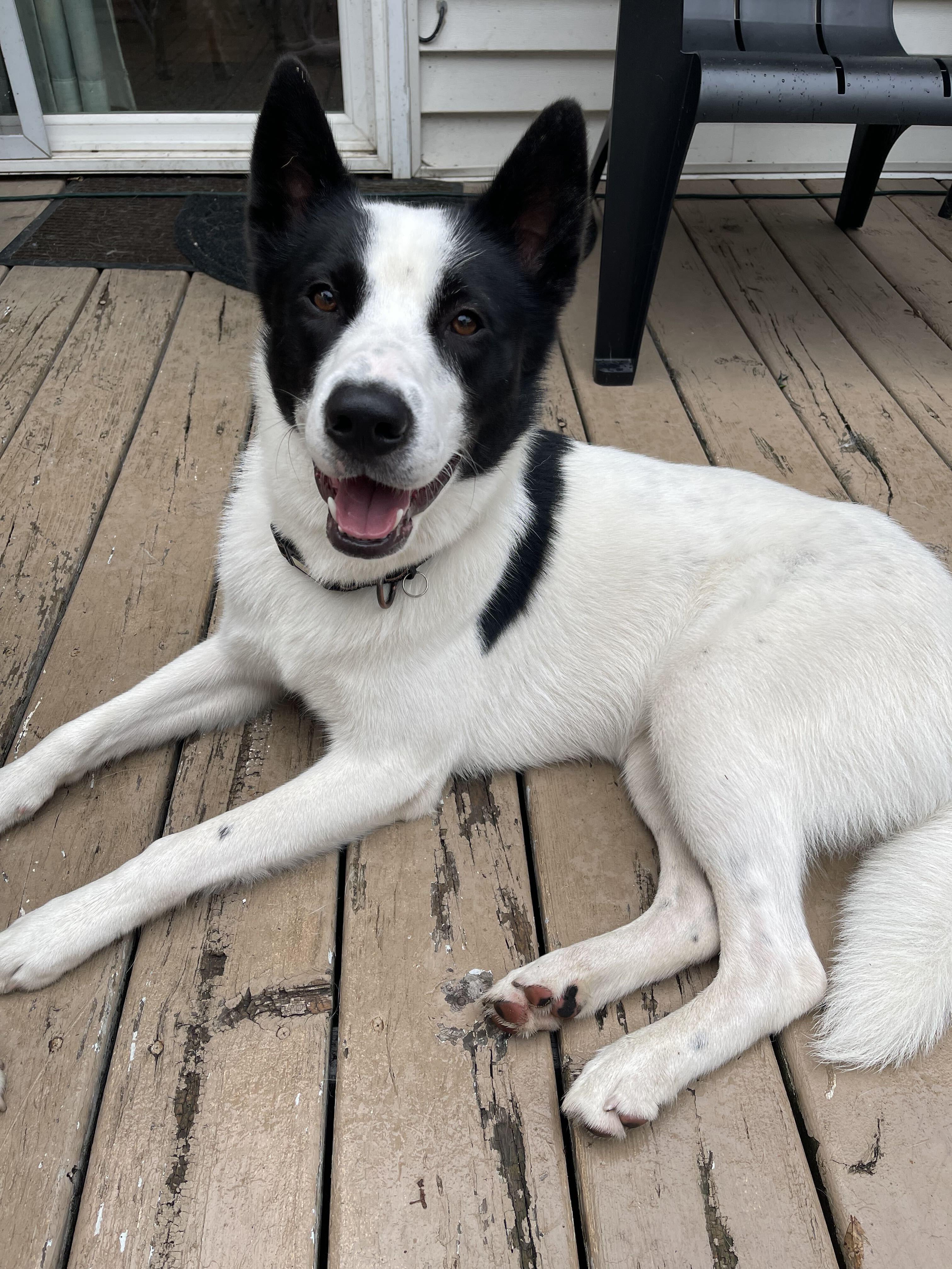 Enlarge Hugh, an adoptable mixed breed in Naperville, IL image 1/4