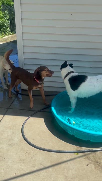 Enlarge Hugh, an adoptable mixed breed in Naperville, IL video 3/4