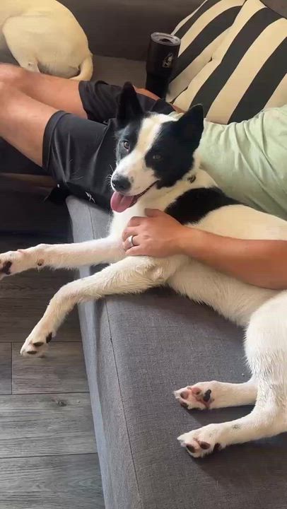 Enlarge Hugh, an adoptable mixed breed in Naperville, IL video 2/4