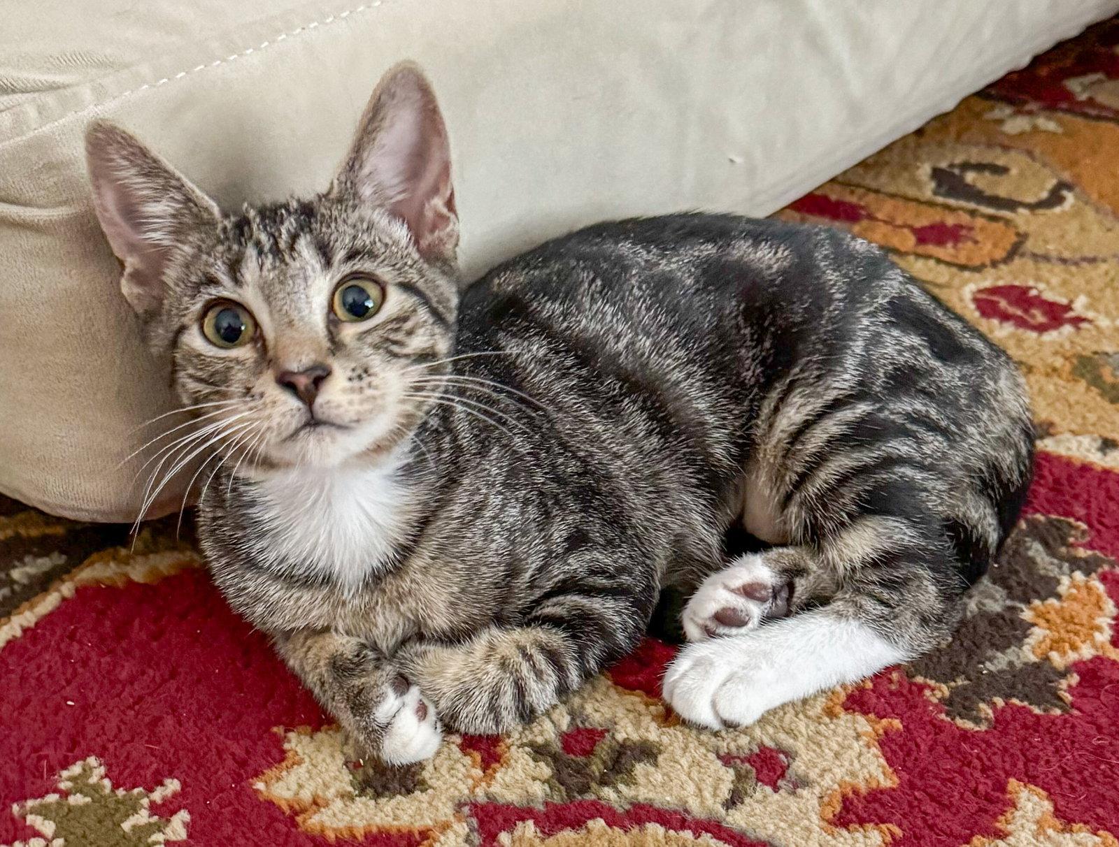 Alicent, a Adoptable mixed breed in Lighthouse Point, FL image 1/3