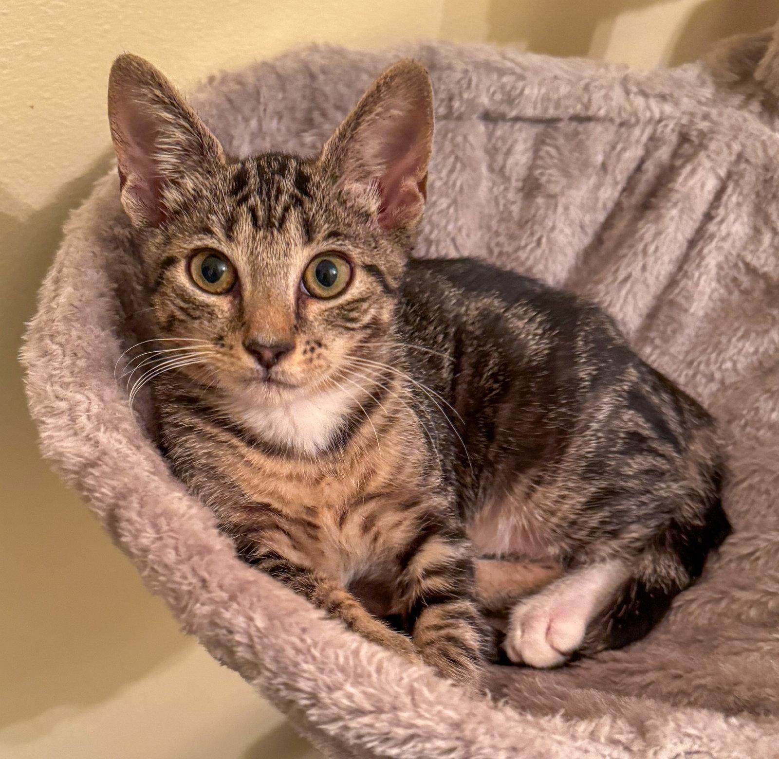Alicent, a Adoptable mixed breed in Lighthouse Point, FL image 3/3