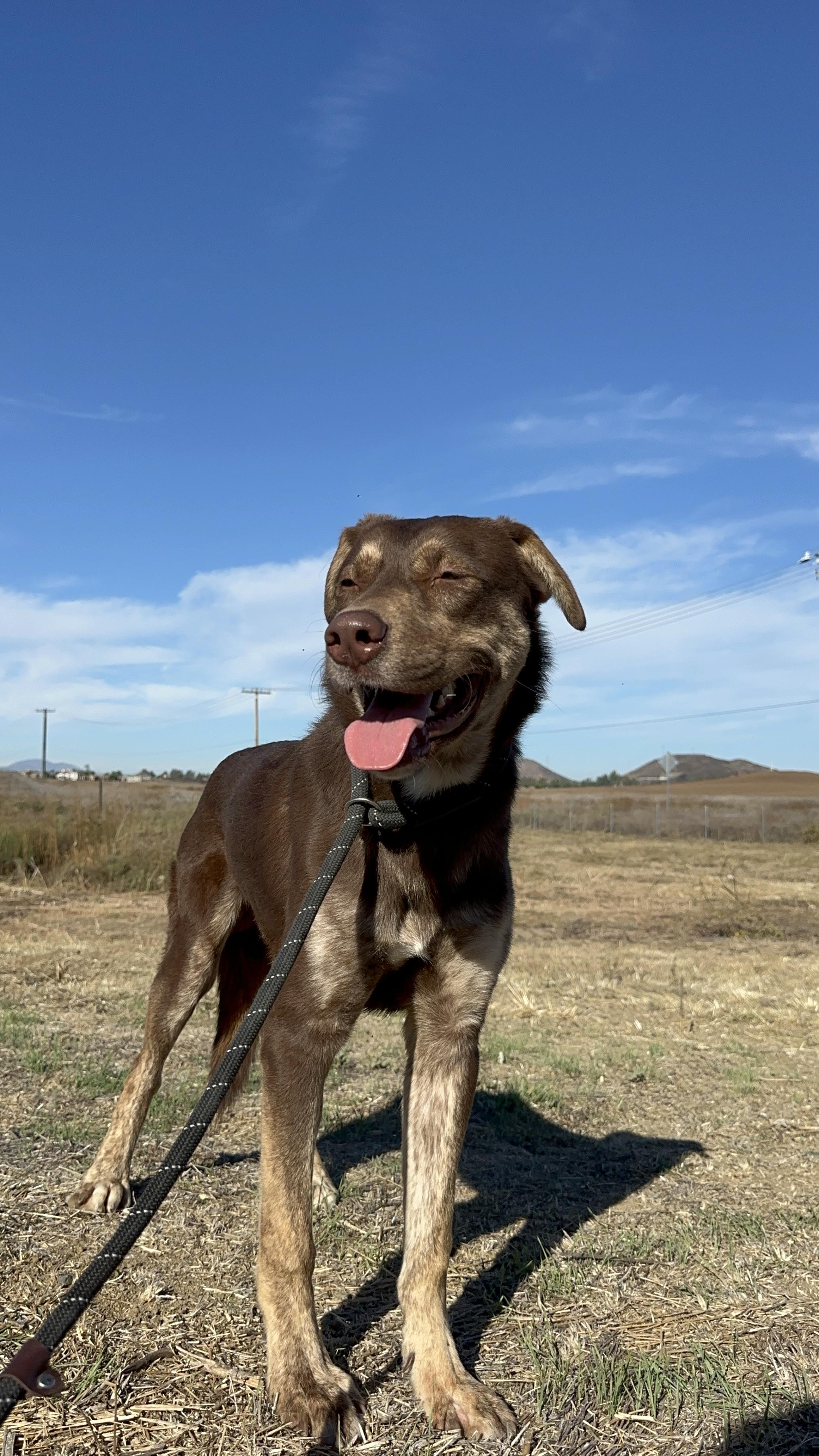 Pawcasso, Adoptable, Adult Male Labrador Retriever.