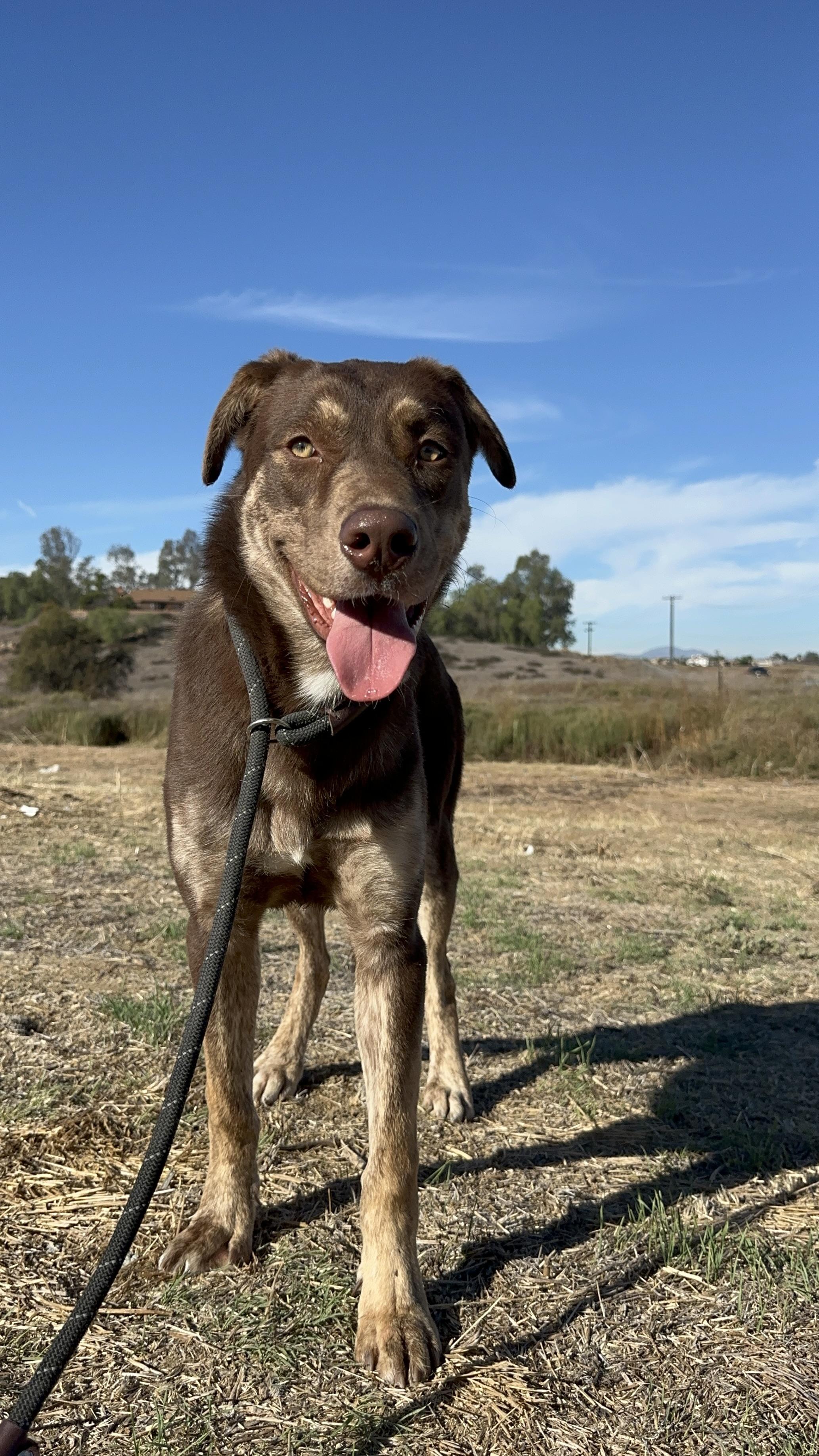 Enlarge Pawcasso, a Adoptable mixed breed in Winchester, CA image 3/4