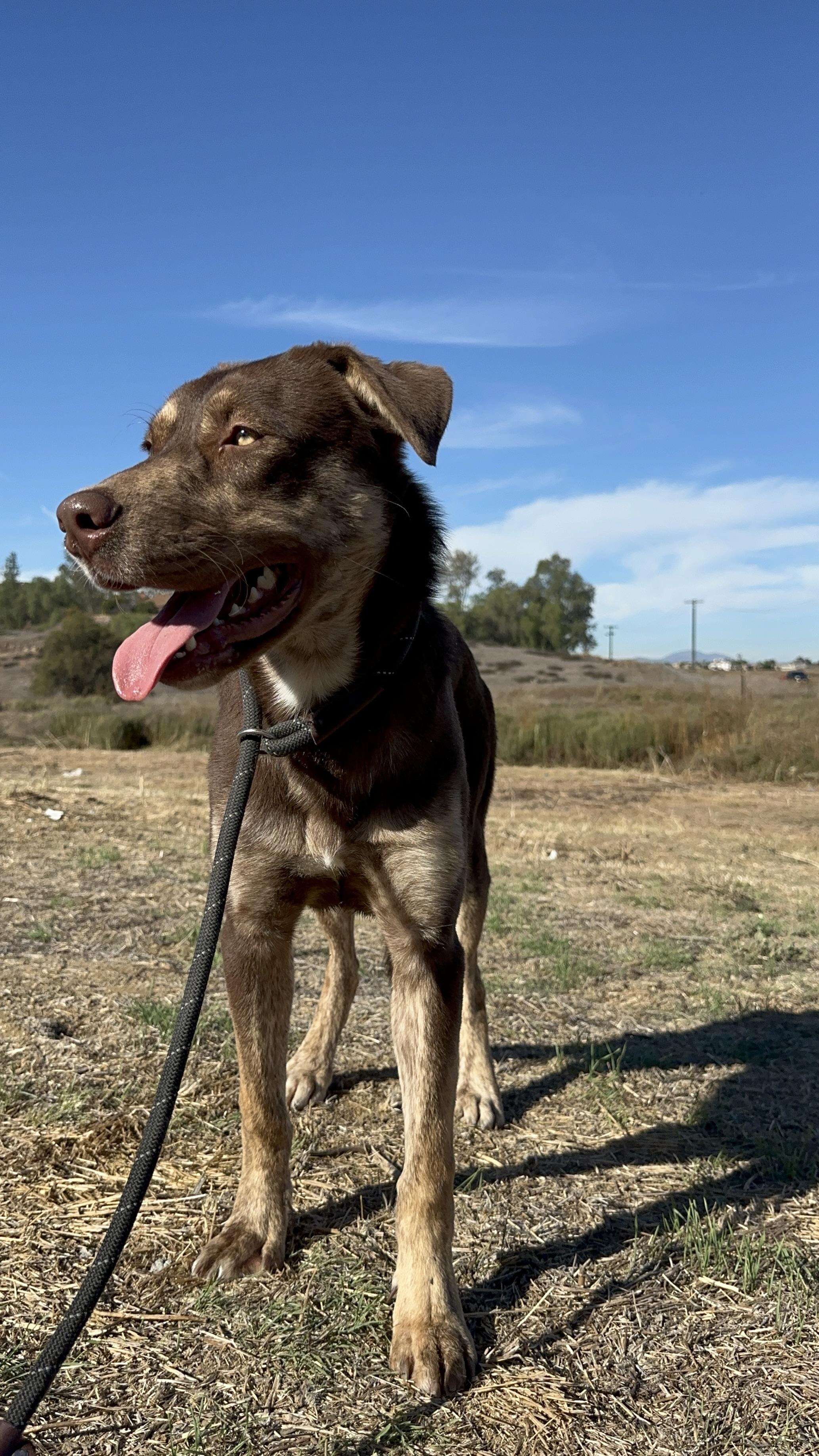 Enlarge Pawcasso, a Adoptable mixed breed in Winchester, CA image 4/4