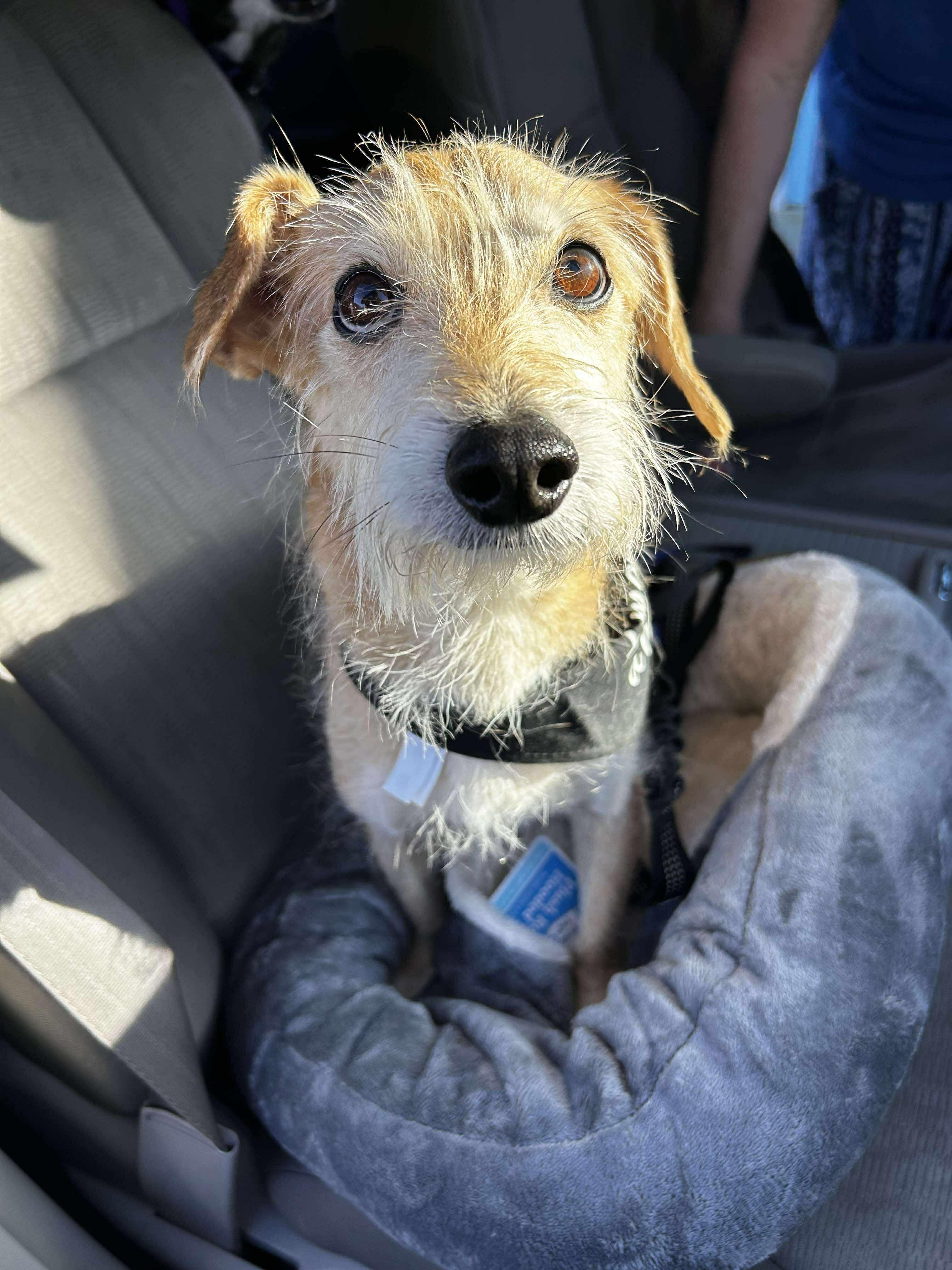 Enlarge Joey, a ADOPTABLE mixed breed in Brunswick, OH image 2/6