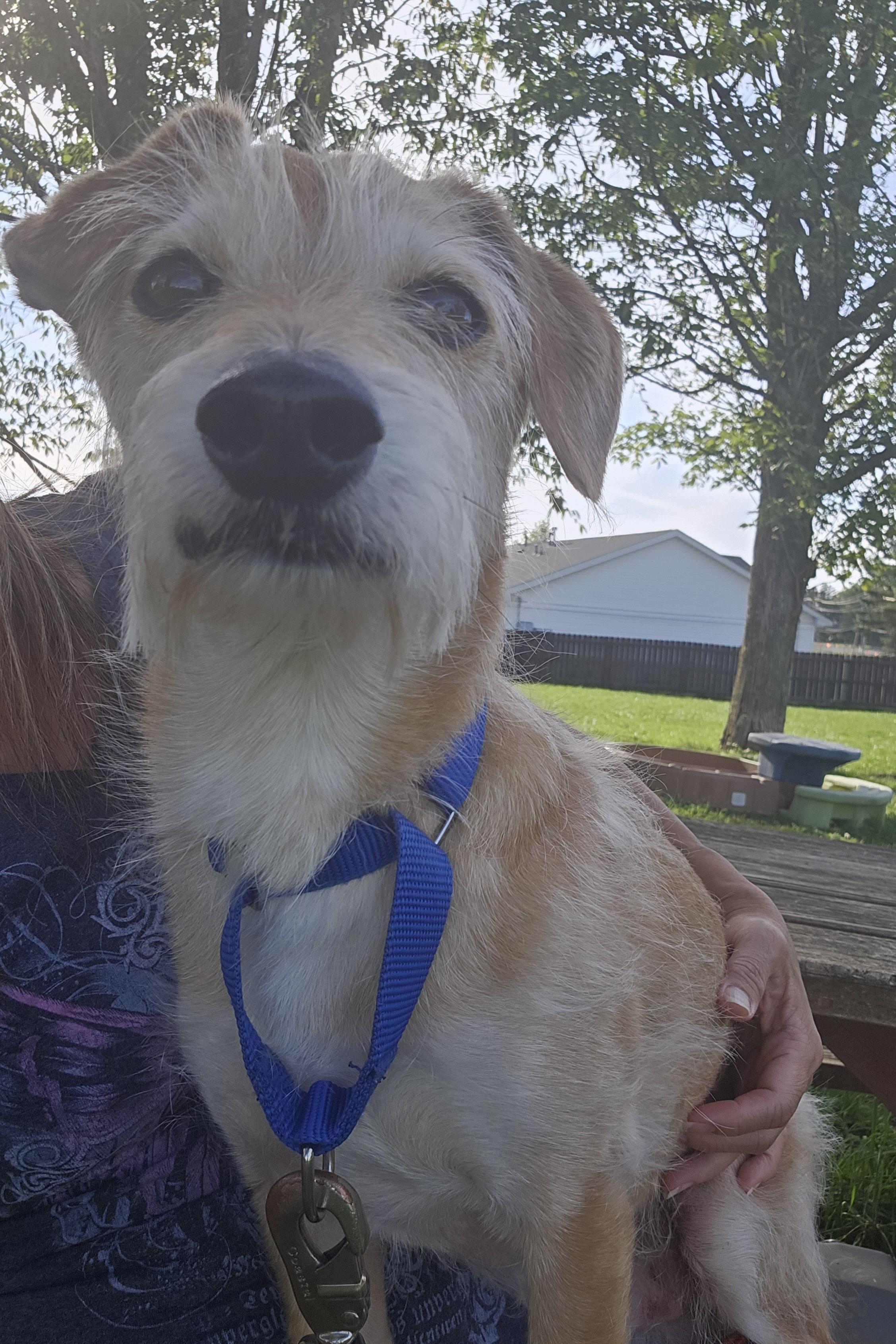 Enlarge Joey, a ADOPTABLE mixed breed in Brunswick, OH image 6/6
