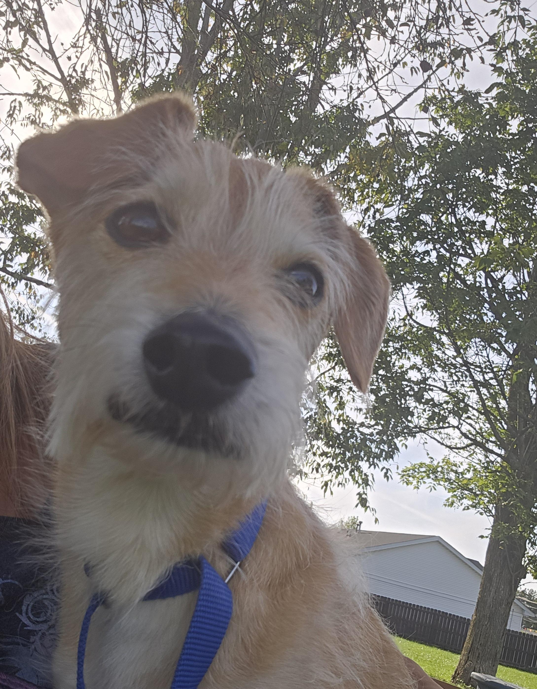 Enlarge Joey, a ADOPTABLE mixed breed in Brunswick, OH image 5/6