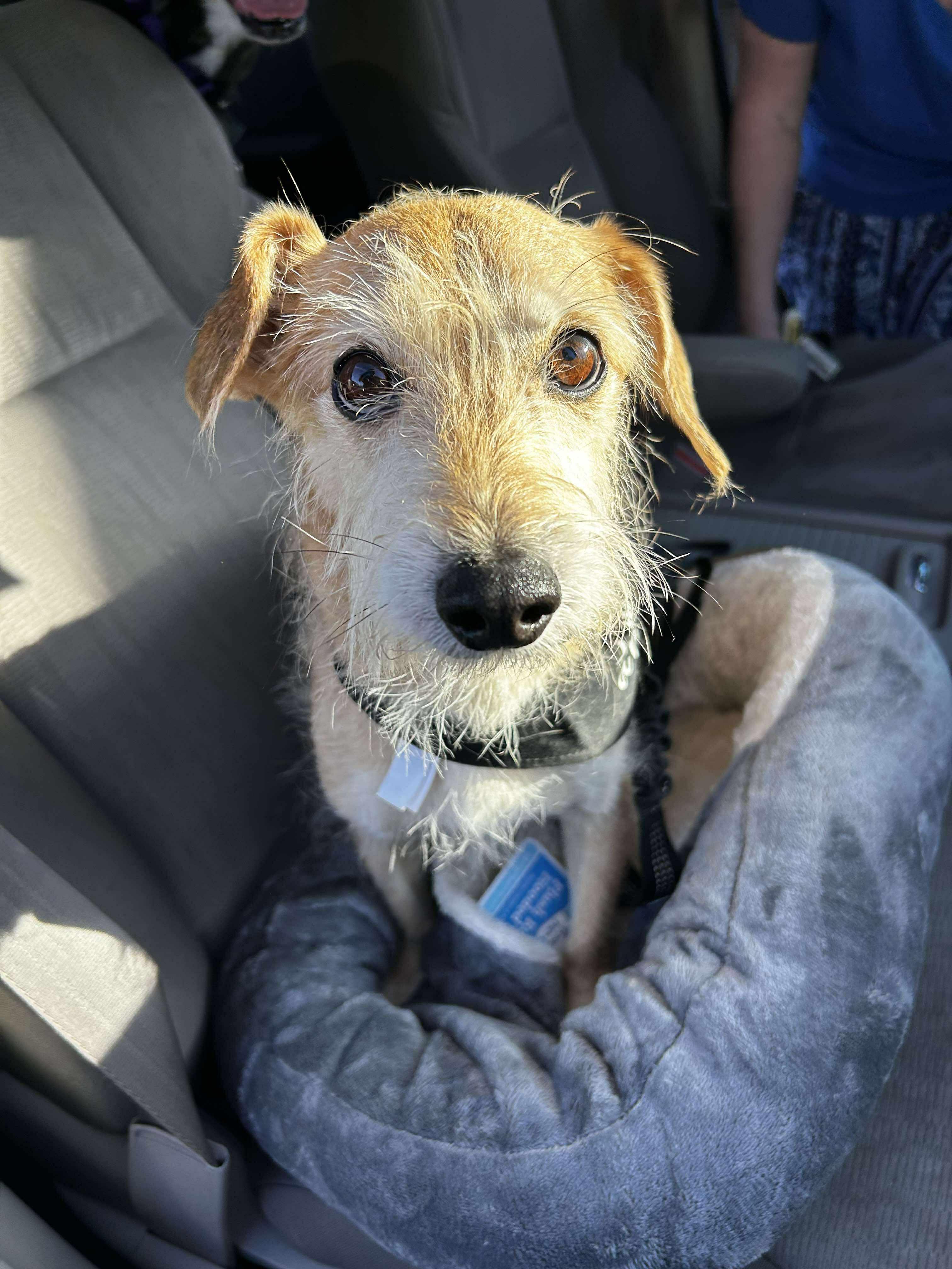 Enlarge Joey, a ADOPTABLE mixed breed in Brunswick, OH image 4/6