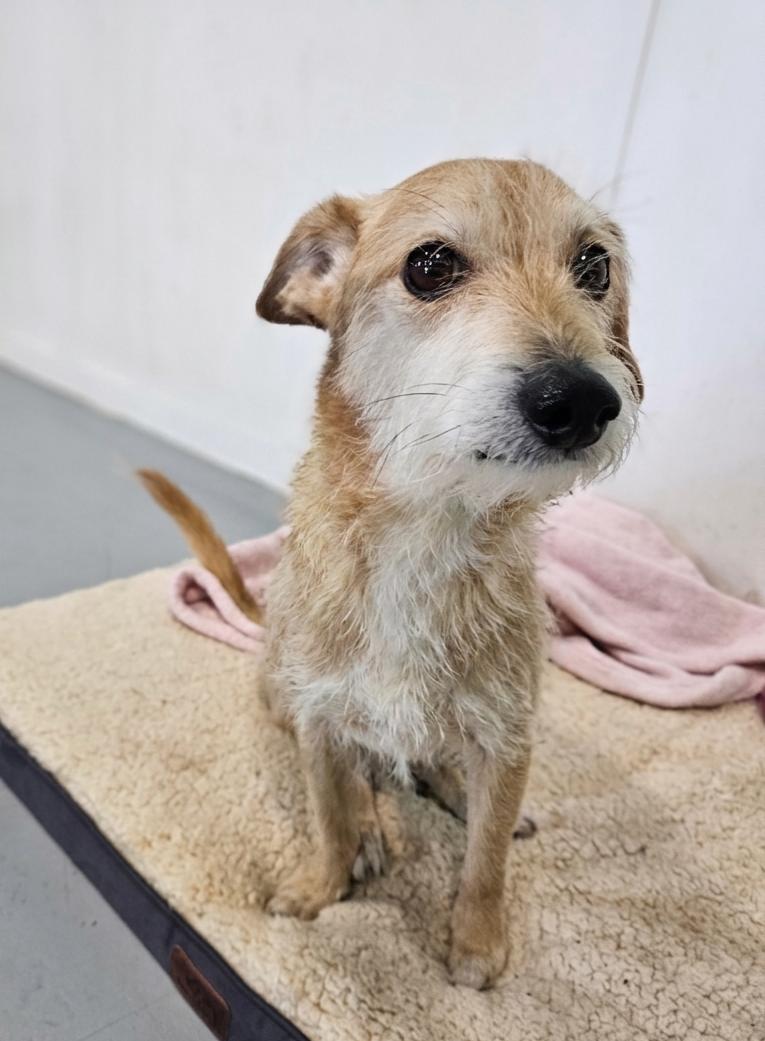 Enlarge Joey, a ADOPTABLE mixed breed in Brunswick, OH image 3/6